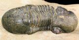 Bargain, Paralejurus Trilobite #43471-1
